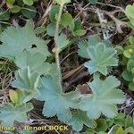 Alchemilla flabellata Συνήθη χαρακτηριστικά