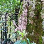 Crataegus mexicana Bark