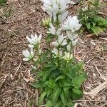 Campanula glomerata Pokrój