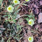 Monsonia longipes Bloem