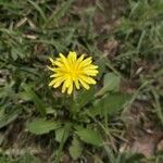 Taraxacum parvulum Leaf