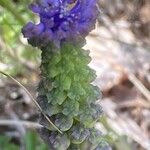 Muscari matritense Іншае