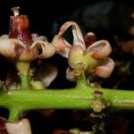 Guarea macrophylla Flor