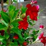 Mandevilla sanderi花