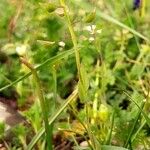 Thlaspi perfoliatum Meyve