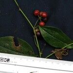 Smilax febrifuga Diğer