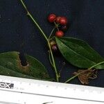 Smilax febrifuga 其他