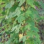 Tropaeolum peregrinum Blatt