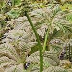 Rodgersia podophylla 花