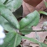 Myosotis arvensis Blad