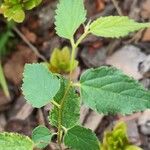 Celtis africana Folio