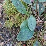 Hieracium glaucinum Folio