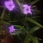 Ruellia simplexFlower