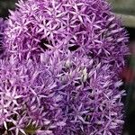 Allium aflatunense Floare