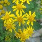 Senecio squalidus 花