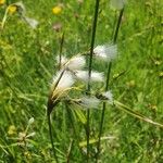 Eriophorum latifolium Květ