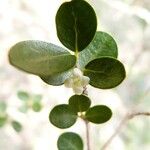 Fernelia buxifolia പുഷ്പം