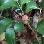 Guarea macrophylla Flower