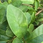 Brunfelsia uniflora Leaf