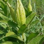 Asclepias viridis Lapas