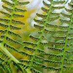 Athyrium filix-femina Ffrwyth