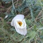 Argemone albiflora Flower