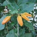 Juanulloa mexicana Flor