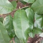 Bredemeyera floribunda Leaf