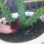 Huernia schneideriana Lorea