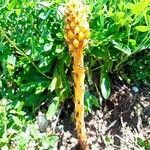 Orobanche elatior Flower