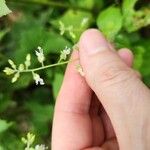 Circaea canadensis Blüte