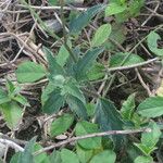 Tridax procumbens Levél