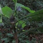 Psychotria peduncularis Other