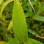 Leucanthemum heterophyllum 叶