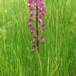 Anacamptis laxiflora অভ্যাস