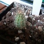 Cleistocactus morawetzianus 葉