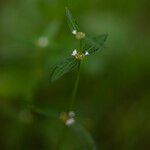 Spermacoce remota Flower