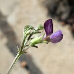 Vicia peregrina 花