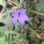 Erodium ciconium Flor