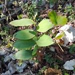 Polygonatum odoratumFruit