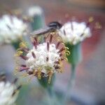 Senecio articulatus Flower