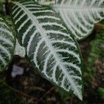 Aphelandra squarrosa Leaf