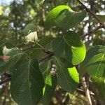 Canthium armatum पत्ता