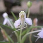 Habenaria procera Flor