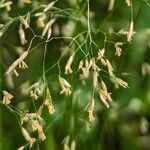 Avenella flexuosa Flower