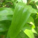 Lilium henryi Leaf