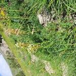Pedicularis comosa Hábito