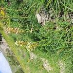 Pedicularis comosa Συνήθη χαρακτηριστικά