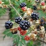 Rubus nemoralis Gyümölcs