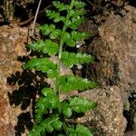 Asplenium foreziense Fuelha